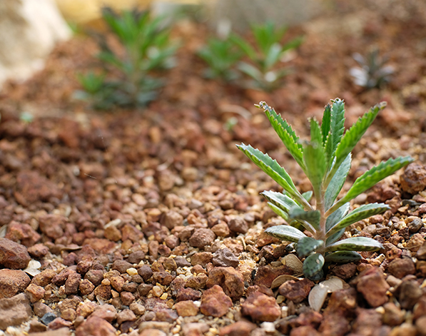 Weed Control Services Vancouver, Garden Bed Weeding Surrey